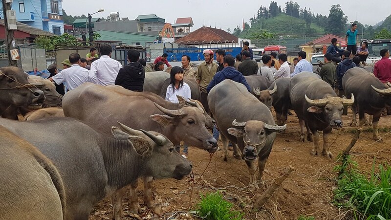 mercados de bufalos en bac ha