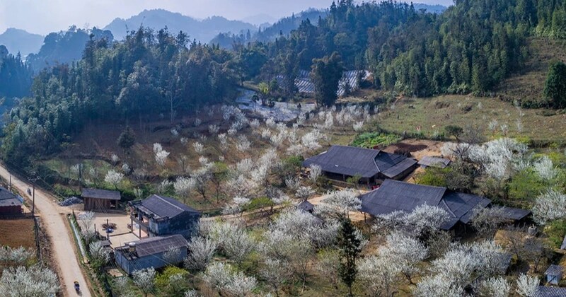 Ta Van Chu covered in white in plum blossom season