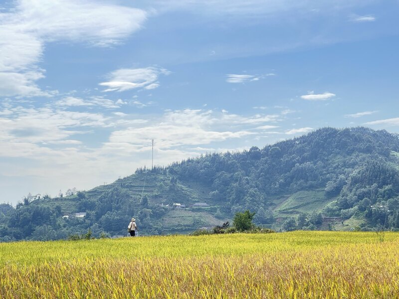 Trekking in the rice harvest season