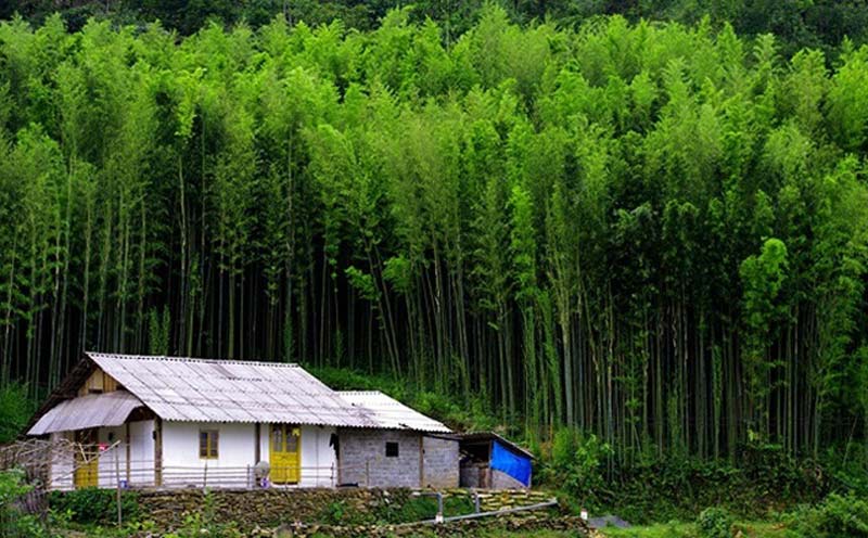 bamboo forest in mu cang chai