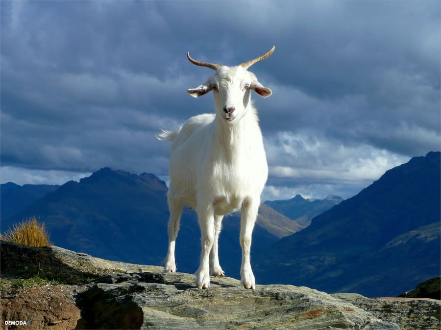 Illustration representing the Year of the Goat 2027 in the Vietnamese zodiac