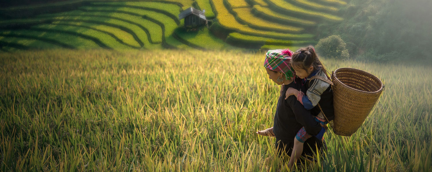 The rice terraces in Ha Giang