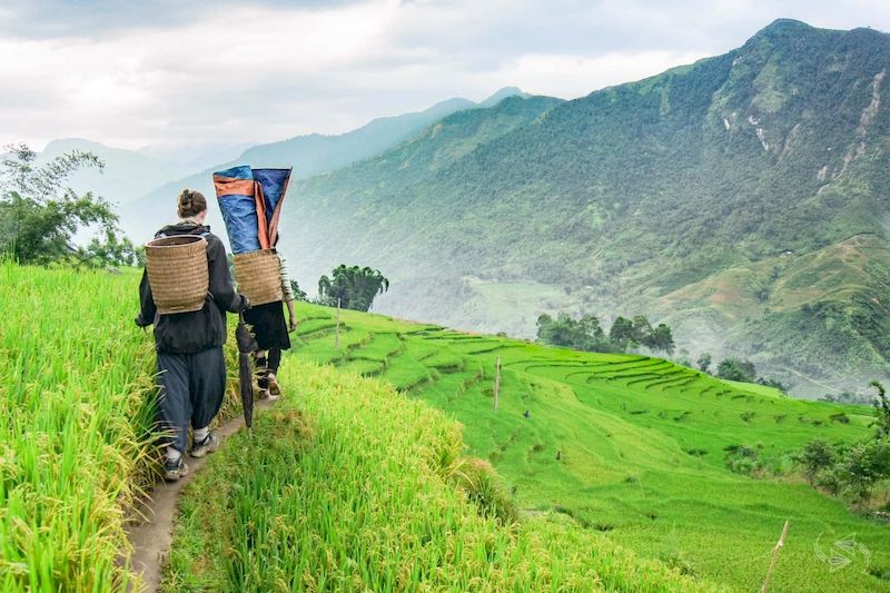 The magnificent rice terraces of Sapa