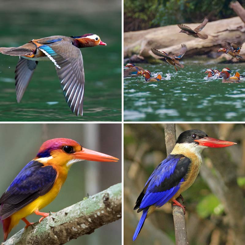 birds watching ba be lake