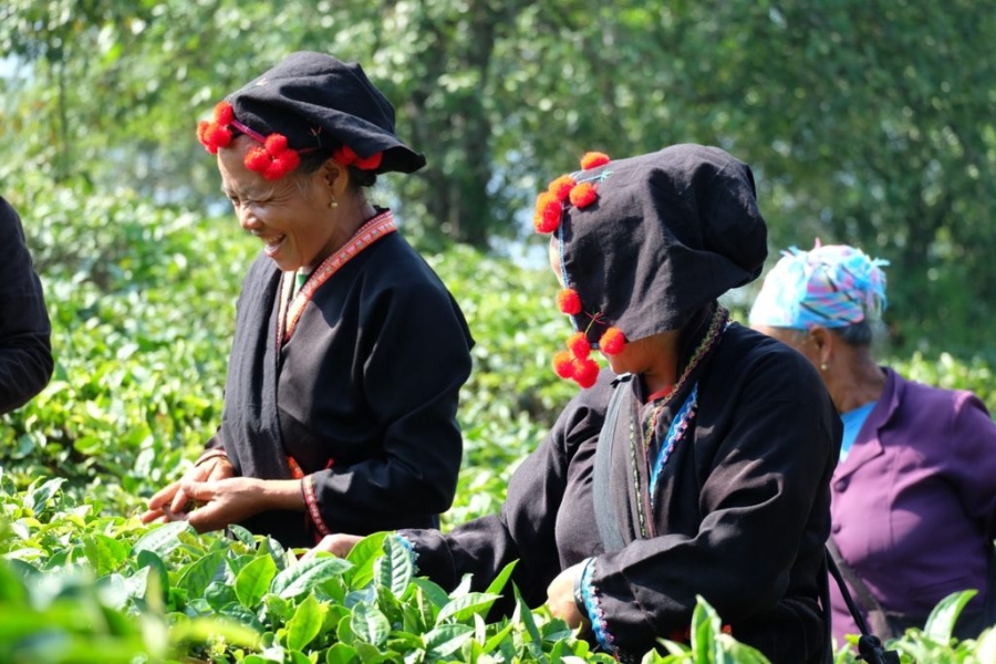 Tea growing is also a profitable niche in Laos, comparable to coffee.