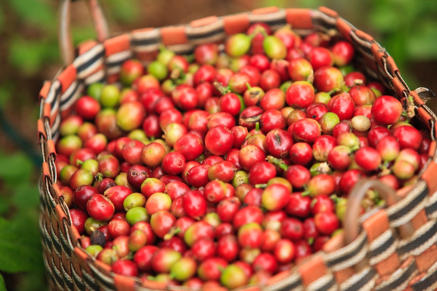 Raw coffee beans