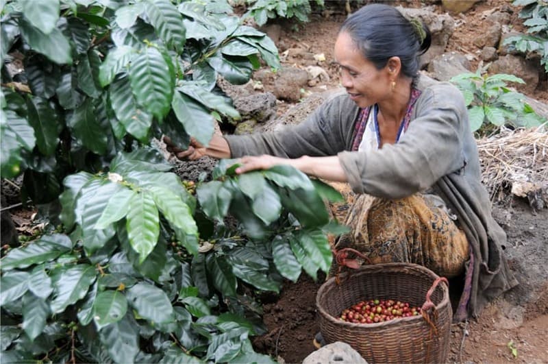 Local harvests coffee beans in winter