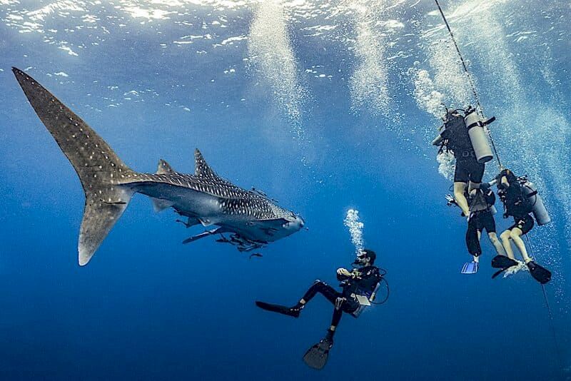 buceo en koh tao