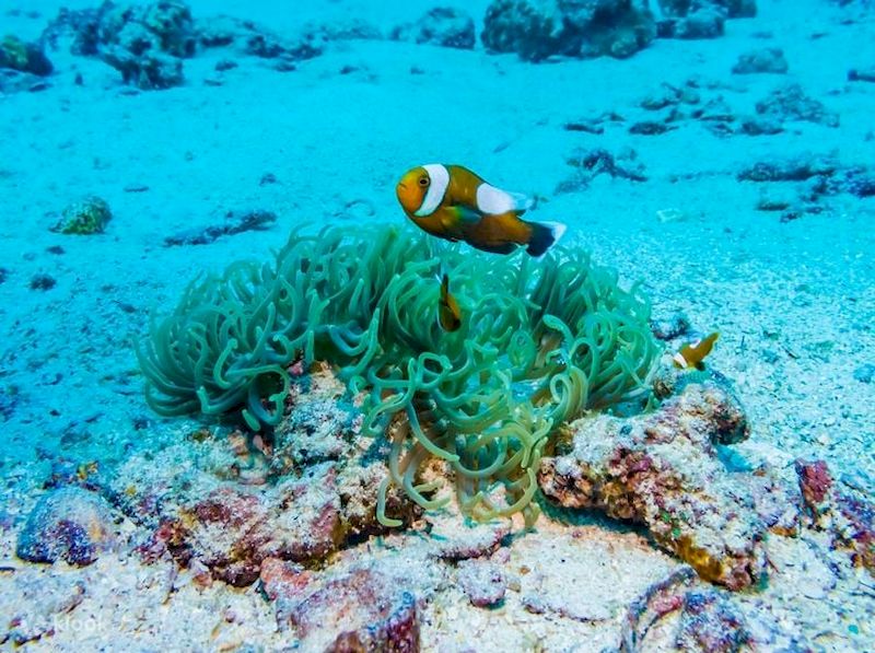 buceo en koh tao