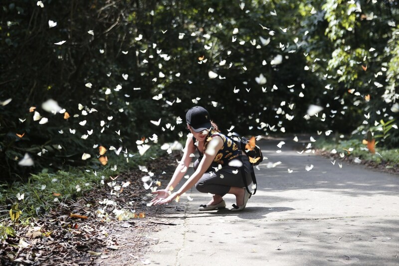 Thousands of butterflies fly around Cuc Phuong forest