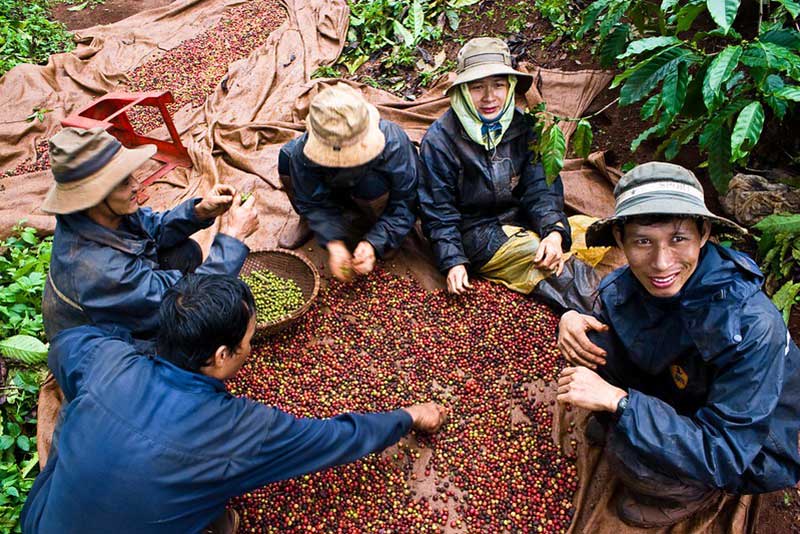 Plantación de café en las Tierras Altas en el Centro de Vietnam