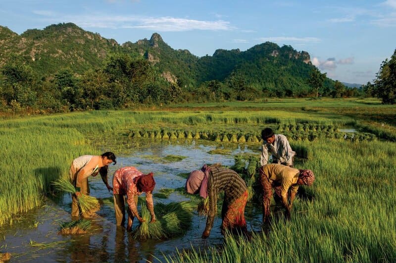 cambodia rice planting