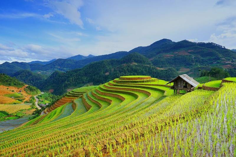 Beauty of the terraced fields in Vietnam