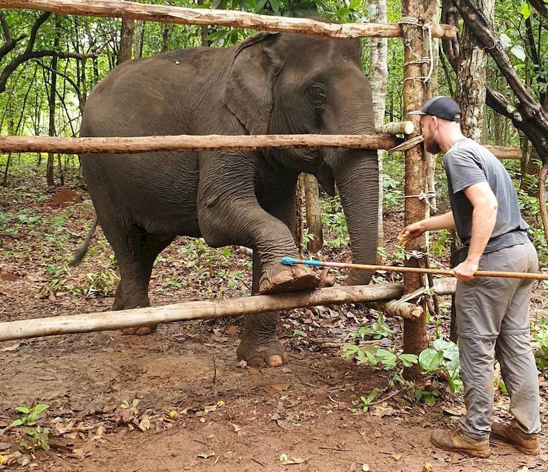 elefante en zoo de camboya