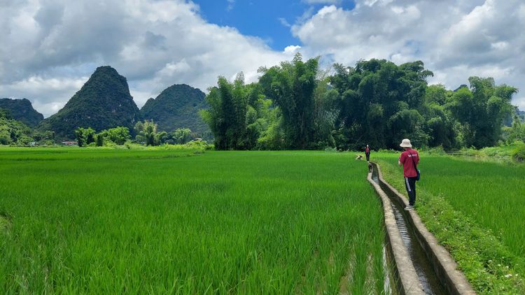 caminatas en campos en cao bang en julio