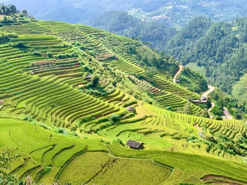 campos en terrazas en sapa en septiembre