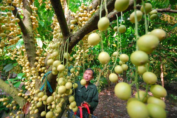 The Ba Lang fruit orchard