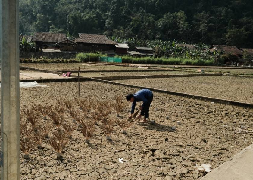 When not cultivating rice, people use the rice paddies to dry incense sticks