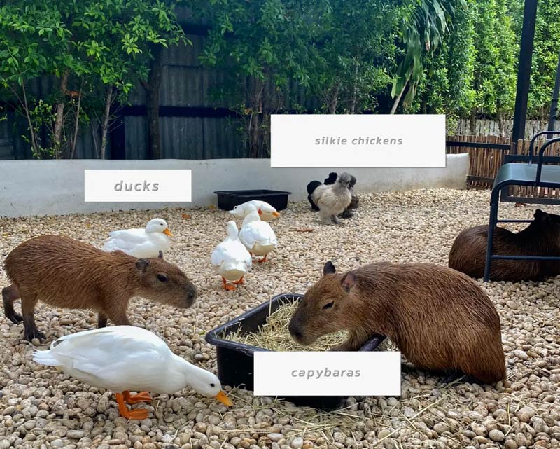 capybara in little zoo caffe