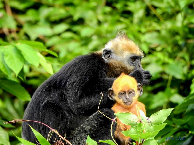 cat ba national park animales