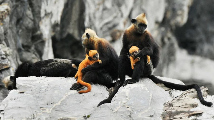 cat ba langurs