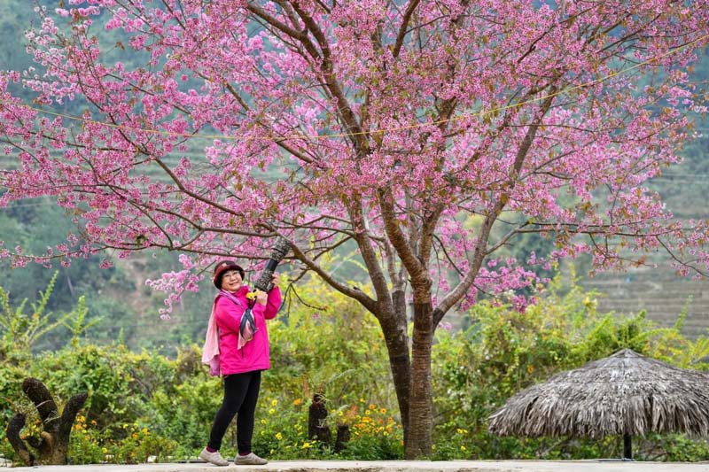 peach blossoms in mu cang chai