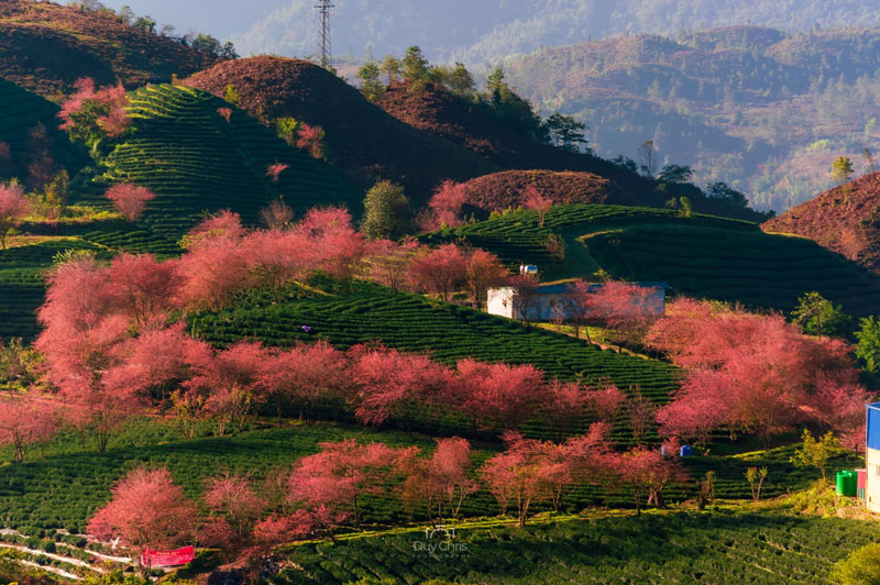 cherry blossom in sapa