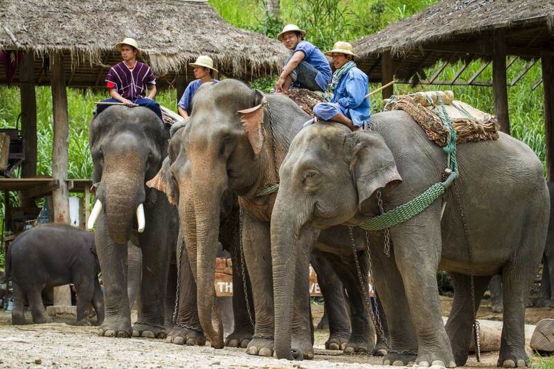 Visiting these elephant sanctuaries is a must-do activity