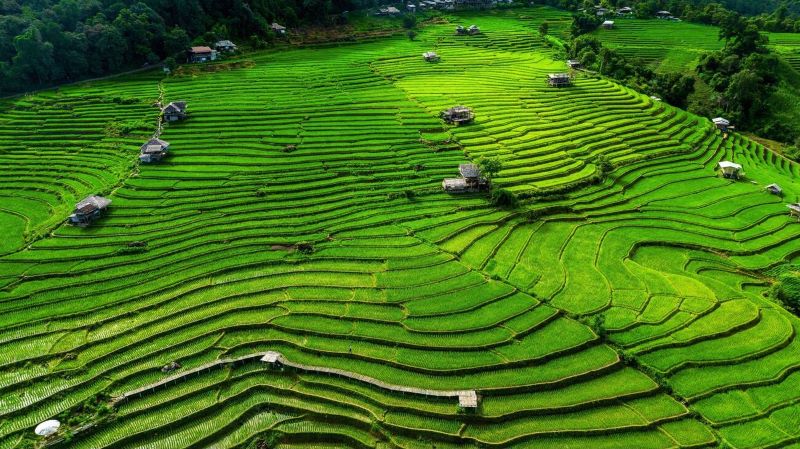 Rice terraces stretch as far as the eye can see, creating a vast green panorama
