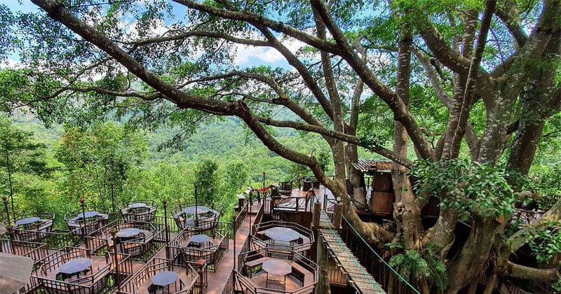 The café perched atop an old tree trunk in The Giant Chiang Mai