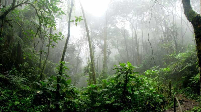 clima en montañas cardamomo
