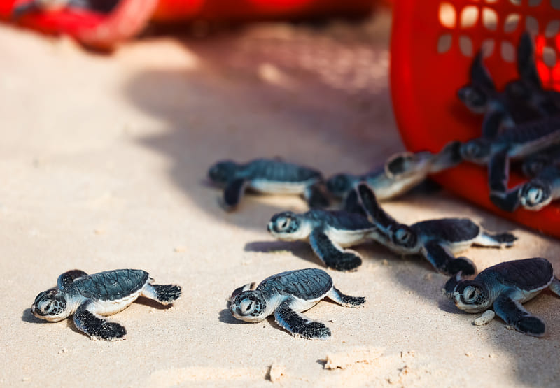 Peak turtle nesting season offers a unique experience with wildlife, so plan accordingly