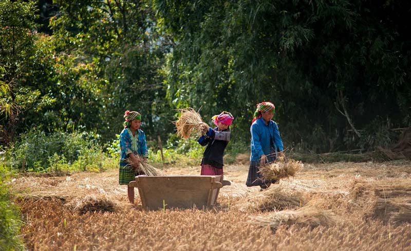 de xu phinh 