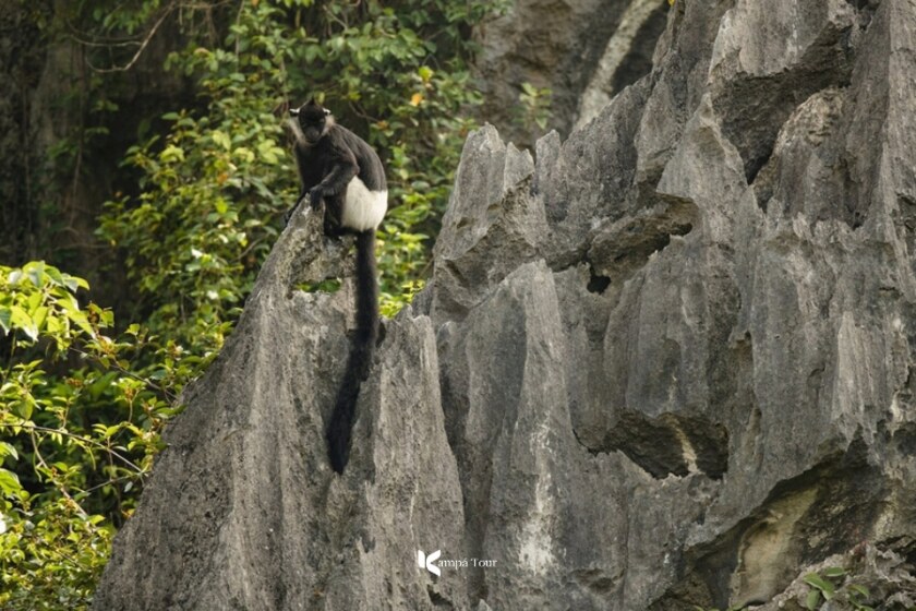 White-rumped langurs spotted on the second boat route. Photo taken by Oliver.