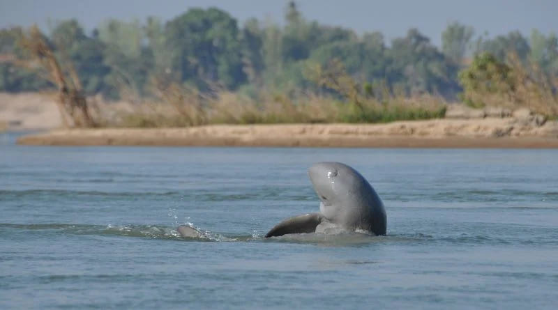 delfines del Irrawaddy en kratie