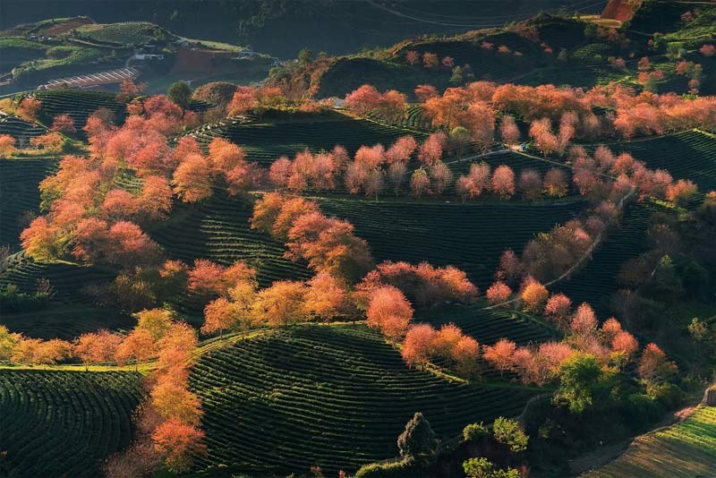 sapa oolong hill tea