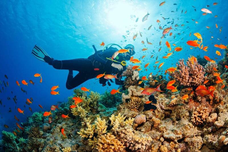 Dive sites, mostly under 12 meters, cater to beginners and pros.