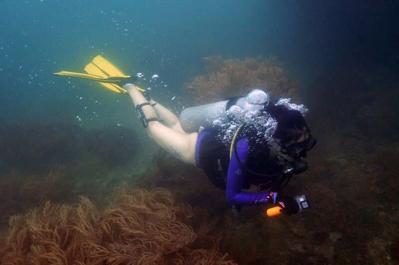 Fifty-four different species of corals create a magical underwater landscape in Da Nang