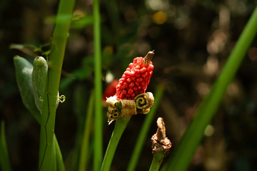 the flora in cat ba