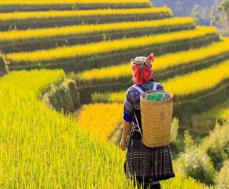 mu cang chai 