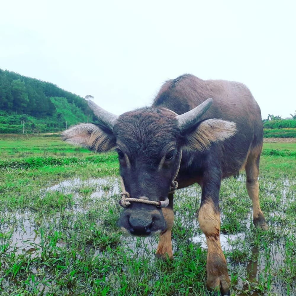donald trump duck stop phong nha