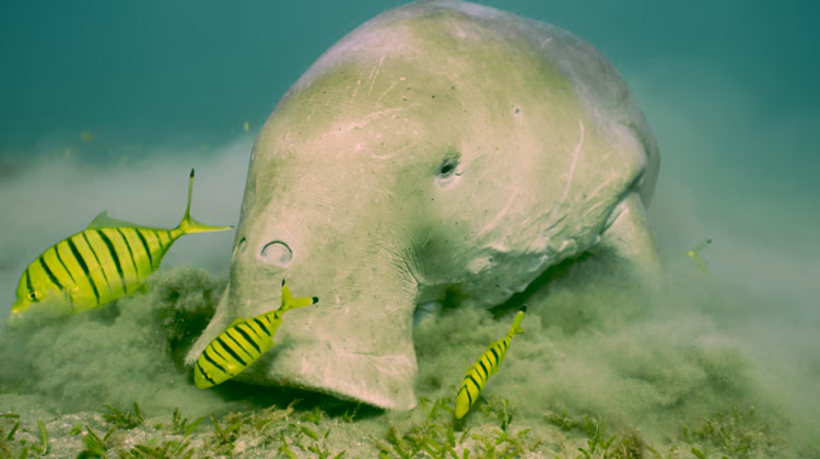 Kep Archipelago dugongs