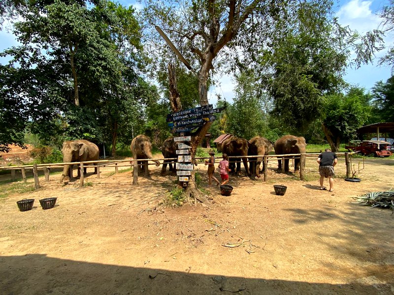 elefantes de de Haven en tailandia