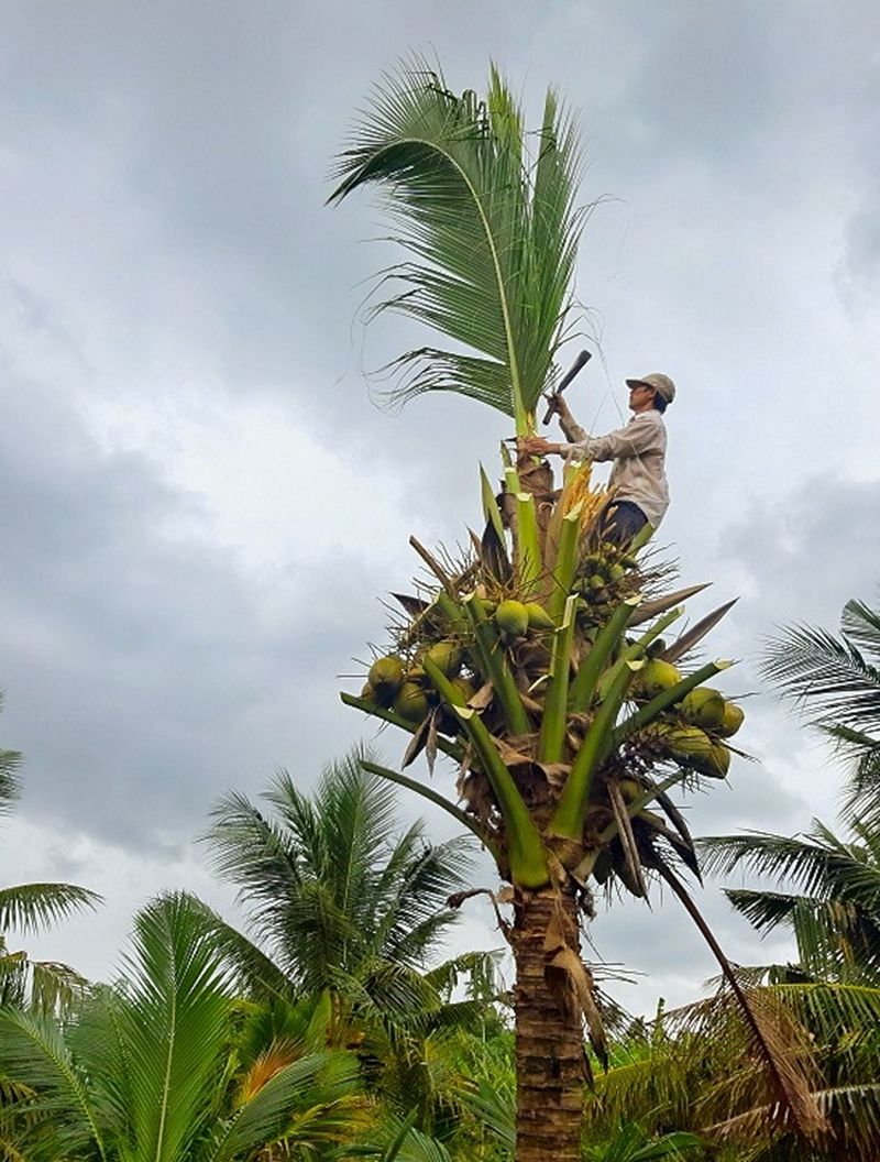 cortar la corazon de coco para hacer ensaladas vietnamitas