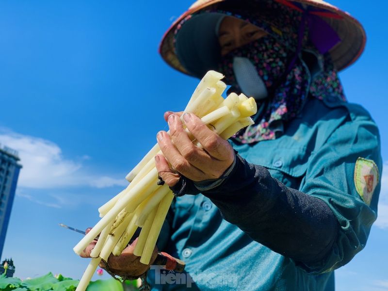 tallos de loto para hacer ensaladas vietnamitas