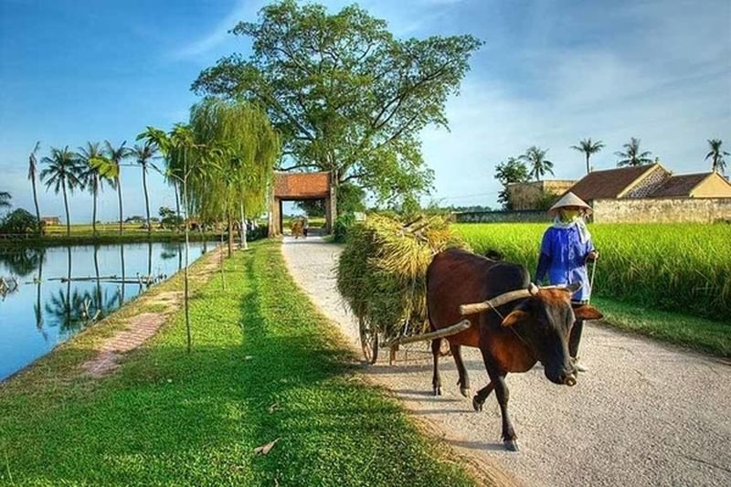 camino a duong lam