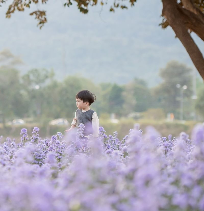 A boy in the lavender garden