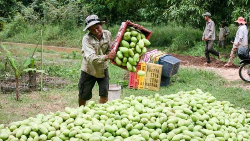 frutas de camboya - mango