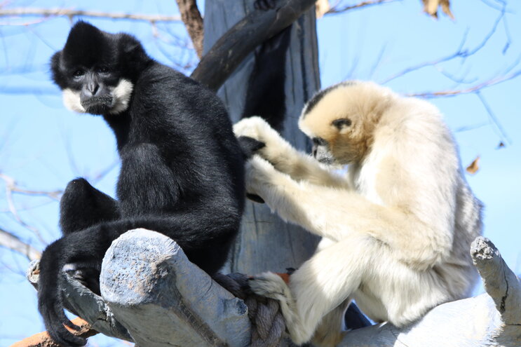 animales en gibbon experience