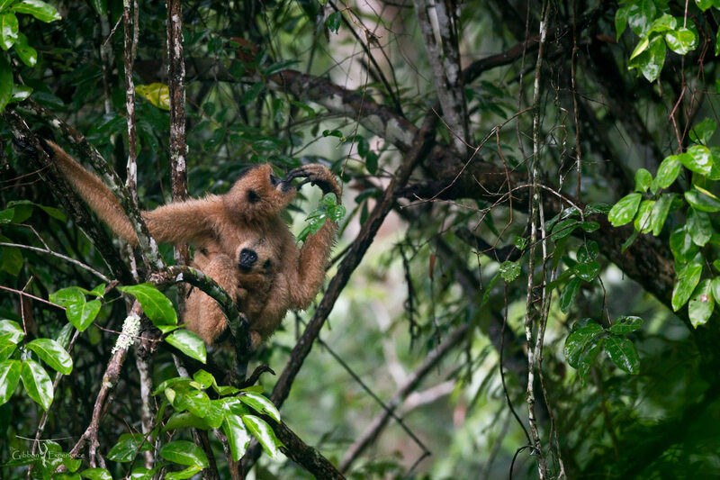 animales en gibbon experience